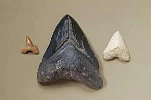Carcharias: Megalodon tooth (centre), Great White Shark (Carcharodon