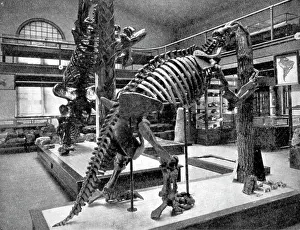 Consumer: Megalonyx, Cenozoic Mammal
