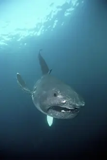 Deficient: Megamouth Shark (Megachasma pelagios), California