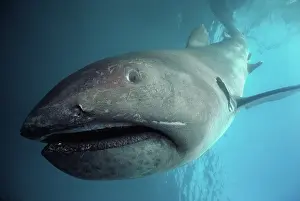 Dives: Megamouth Shark (Megachasma pelagios) dives toward