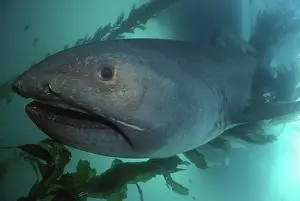 Kelp: Megamouth Shark (Megachasma pelagios) in kelp forest