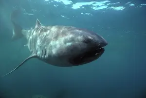 Deficient: Megamouth Shark (Megachasma pelagios) moves in open