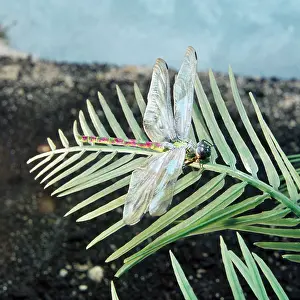 Arthur Hayward: Meganeura - Griffenfly / Giant Dragonfly Prehistoric