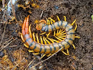 Greece: Megarian banded centipede (Scolopendra cingulata)