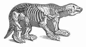 Beast: Megatherium, Cenozoic Mammal