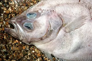 Ugly: MEGRIM FISH