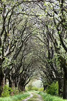 Lined: Mehlbeerbaum Allee, Northwest of Thuringia, Germany, Europe