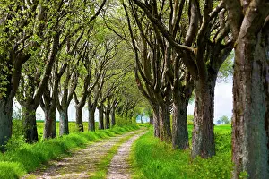 Lined: Mehlbeerbaum Allee, Northwest of Thuringia, Germany, Europe