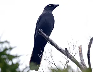 Shrikes: Melanesian Cuckoo-shrike