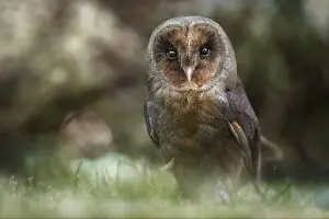 Abnormality: Melanic Barn Owl (Tyto alba) on ground, Italy
