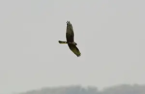 Montagu: Melanistic Montagu's Harrier - In flight