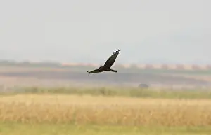 Montagu: Melanistic Montagu's Harrier - In flight