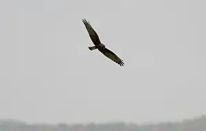 Montagu: Melanistic Montagu's Harrier - In flight