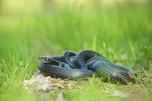 Michele Menegon: Melanistic Western Whip Snake