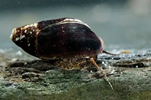 Giacomo Radi: Melanopsis etrusca