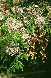 Allen Paterson: Melia azedarach - Bead Tree