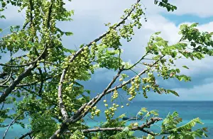 Allen Paterson: MELIA azedarach / Bead Tree - with fruit
