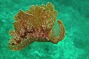 Scraping: Melibe mirifica - sand scraping nudibranch swimming