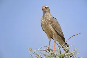 Niger: Melierax niger Micronisus gabar Melierax gabar