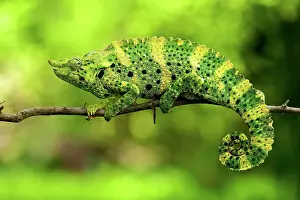 Michele Menegon: Meller's Chameleon