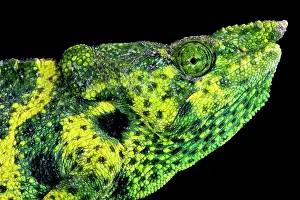 Malawi: Meller's chameleon (Trioceros melleri), Tanzania
