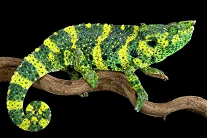 Spiral: Meller's chameleon (Trioceros melleri), Tanzania