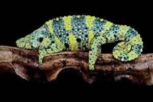Trioceros: Meller's giant (Trioceros melleri), Chameleon, Tanzania
