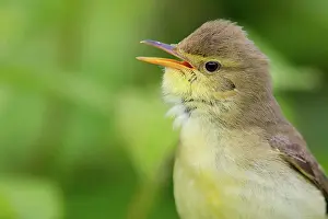 Atra: Melodious Warbler