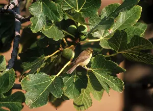 Majorca: Melodious Warbler - April