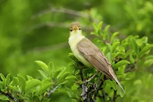 Passeriforme: Melodious Warbler (Hippolais polyglotta) on a branch