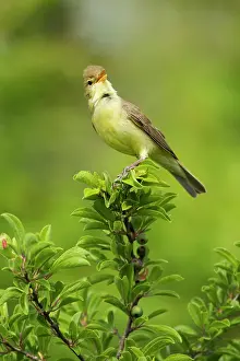 Passeriforme: Melodious Warbler (Hippolais polyglotta) on a branch