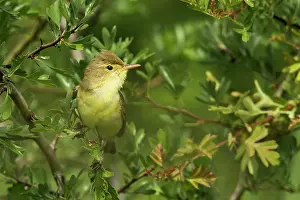 Passeriforme: Melodious Warbler (Hippolais polyglotta) on a branch