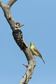 Melodious: Melodious Warbler (Hippolais polyglotta) and Lesser