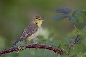 Singing: Melodious Warbler (Hippolais polyglotta) male singing