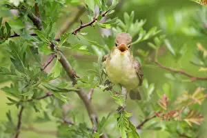 Sing: Melodious Warbler (Hippolais polyglotta) singing