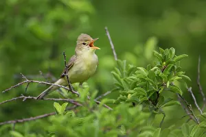 Sing: Melodious Warbler (Hippolais polyglotta) singing
