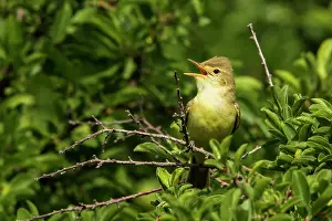 Sing: Melodious Warbler (Hippolais polyglotta) singing