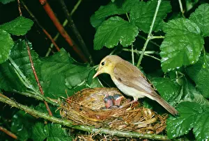 Gillean White: MELODIOUS WARBLER - At nest with young