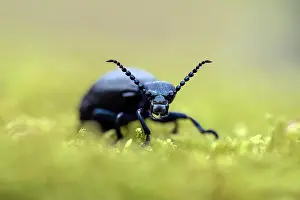 Darkling: Meloe violaceus (Meloe violaceus), portrait, Mecklenburg-Vor