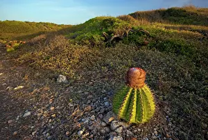 Pryor: Melon cactus along the Meseta trail, Melocactus
