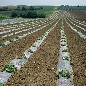 Covering: Melon crop under polythene sheeting, Greece