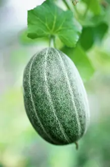 Cucumis: Melon