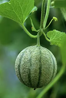 Cucumis: Melon