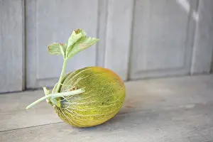Cucumis: Melon
