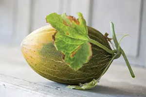 Cucumis: Melon