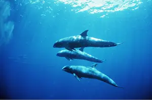 Lines: MELON-HEADED WHALES - x three