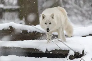Race: Melville Island wolf (Arctic wolf) running thru snow covered