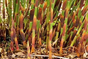 Member: A member of the Restionaceae family - A Cape floral