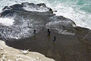 Muriwai: Men - fishing on rock outcrop below gannet colony