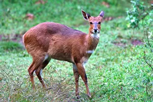 Bushbuck: Menelik's Bushbuck